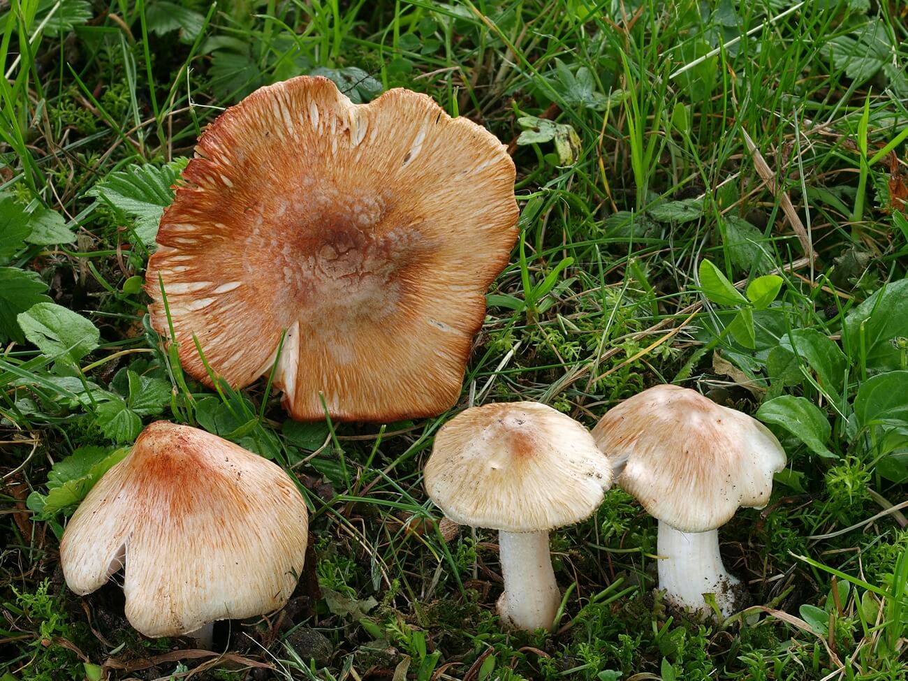 strzępiak ceglasty