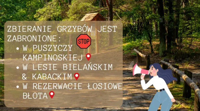 Gdzie Na Grzyby Mazowieckie Lasy To Dobry Kierunek W