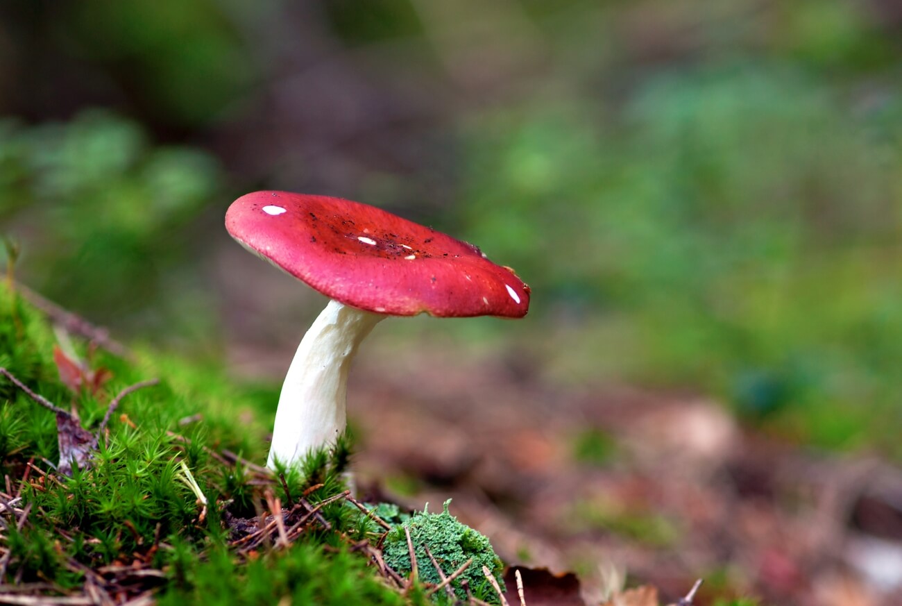 Russula emetica