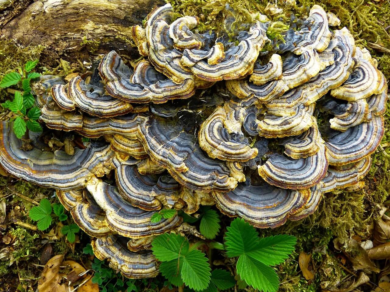 trametes versicolor