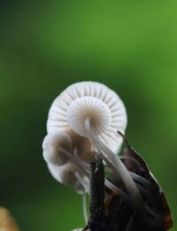 mycena